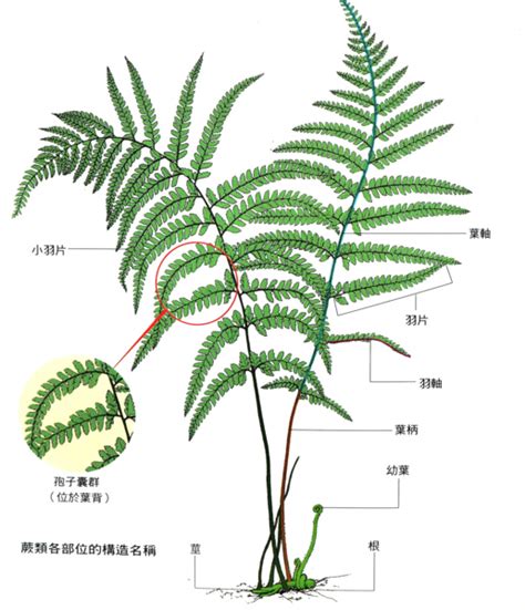 蕨 類 植物 代表 品種|蕨類品種指南：認識常見品種，掌握養護祕訣 